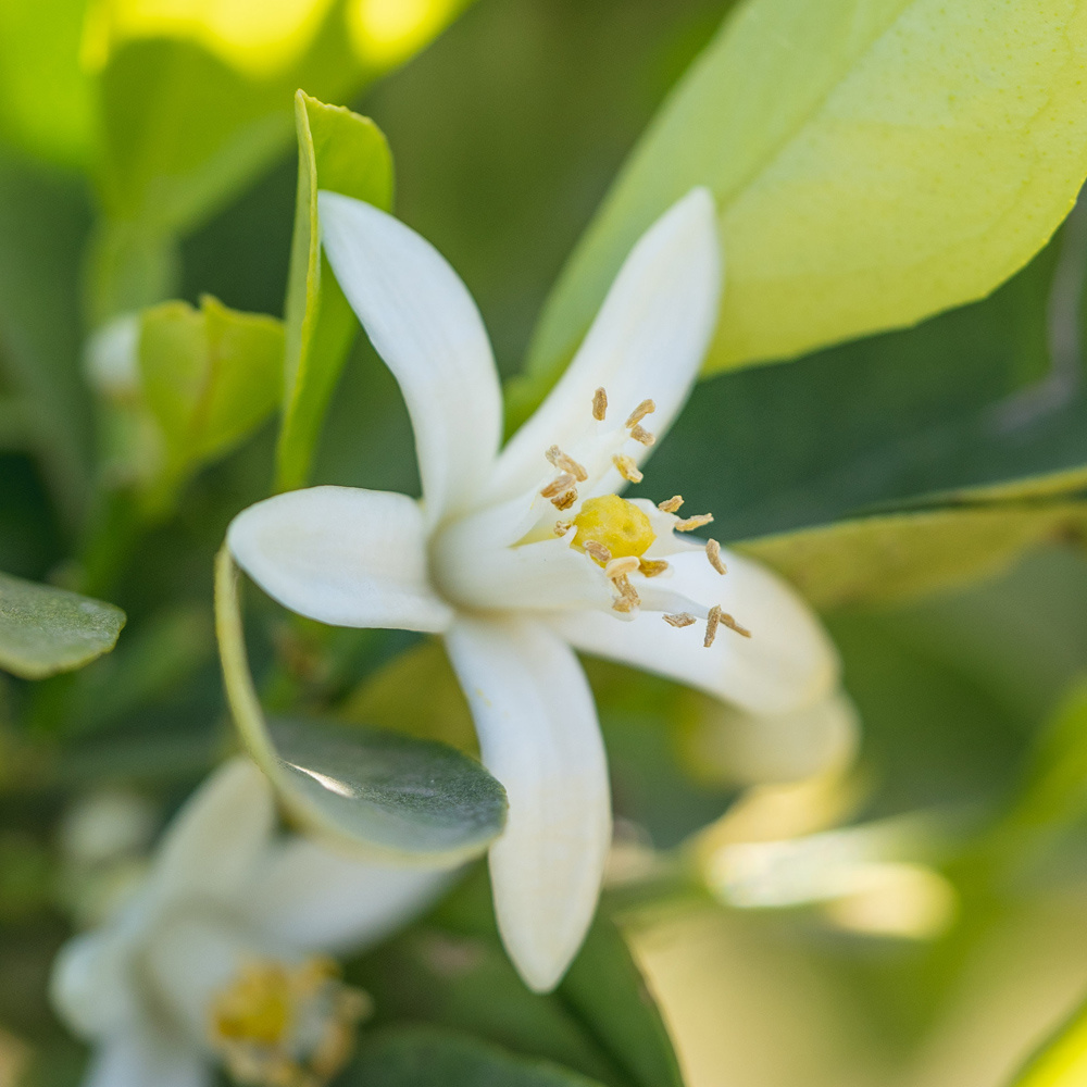 Neroli. Графиня нероли. Плантация нероли.